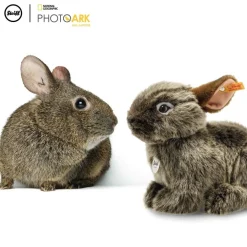 Steiff Knuffel Konijn National Geographic Vula Vulkaankonijn