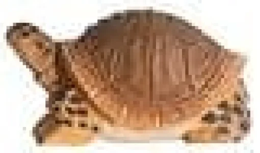 Wudimals Schildpad 40704